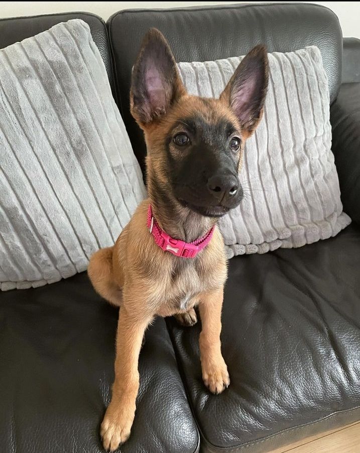 Belgian Malinois