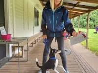 Best Dog Training In Phoenix
