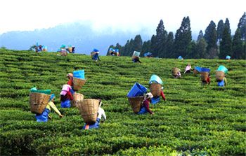 Assam Tour Packages