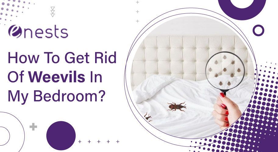 How To Get Rid Of Weevils In My Bedroom?